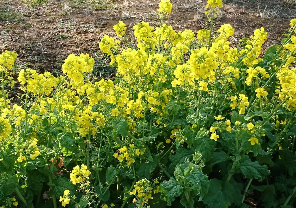 美しが丘公園花壇菜の花
