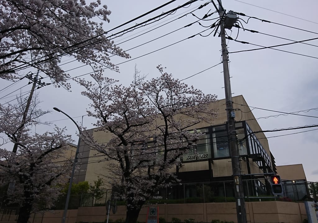 あざみ野桜通り