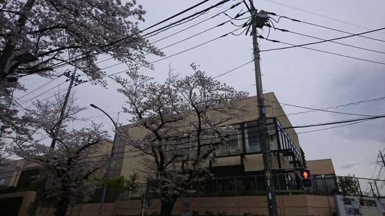 あざみ野桜通り