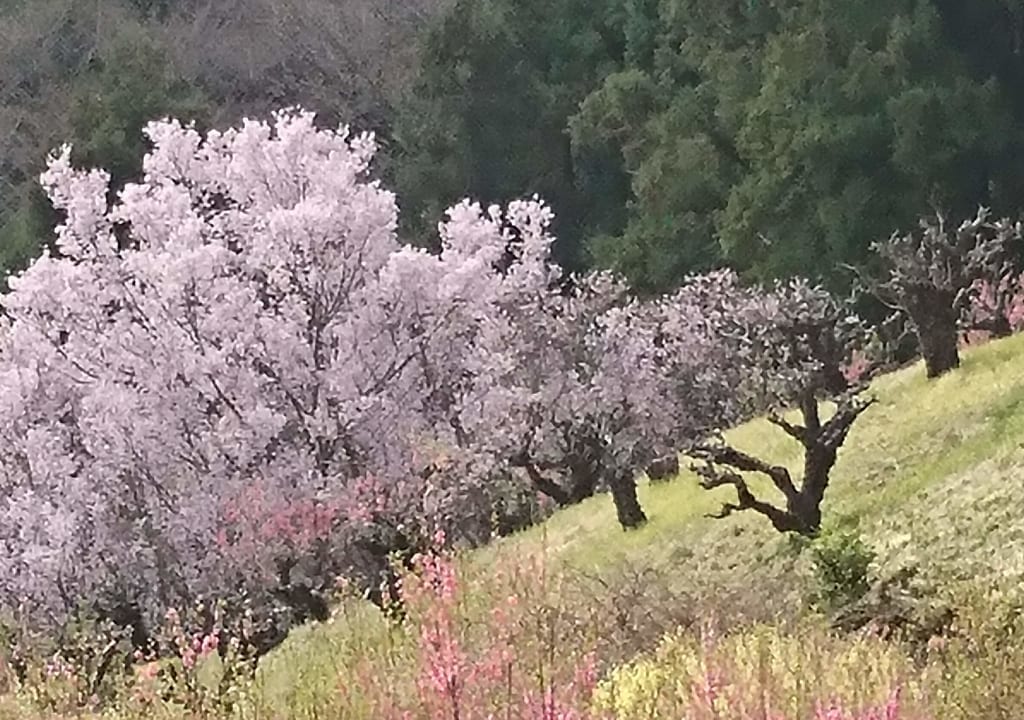 保木農業専用地区花桃の丘