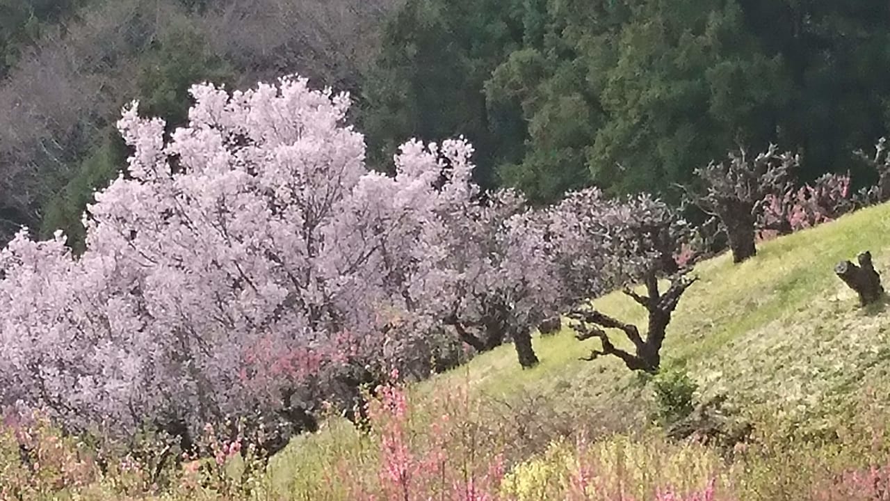 保木農業専用地区花桃の丘