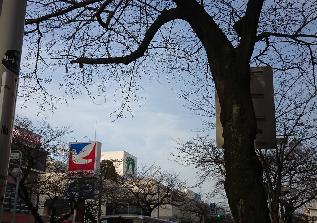 たまプラーザ駅前桜並木