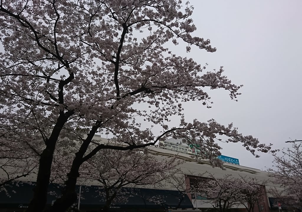 たまプラーザ駅前桜通り