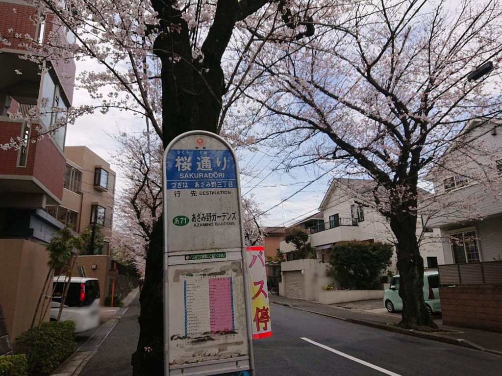 桜通り