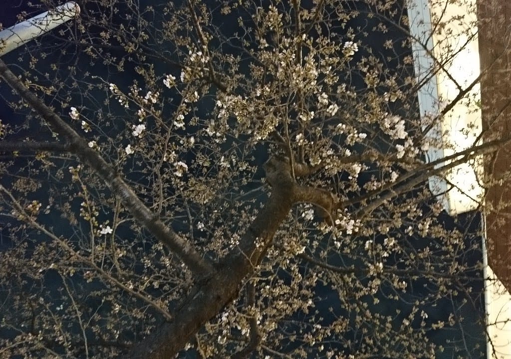 たまプラーザ駅前桜並木