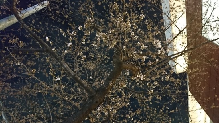 たまプラーザ駅前桜並木