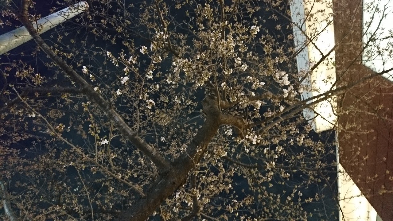 たまプラーザ駅前桜並木