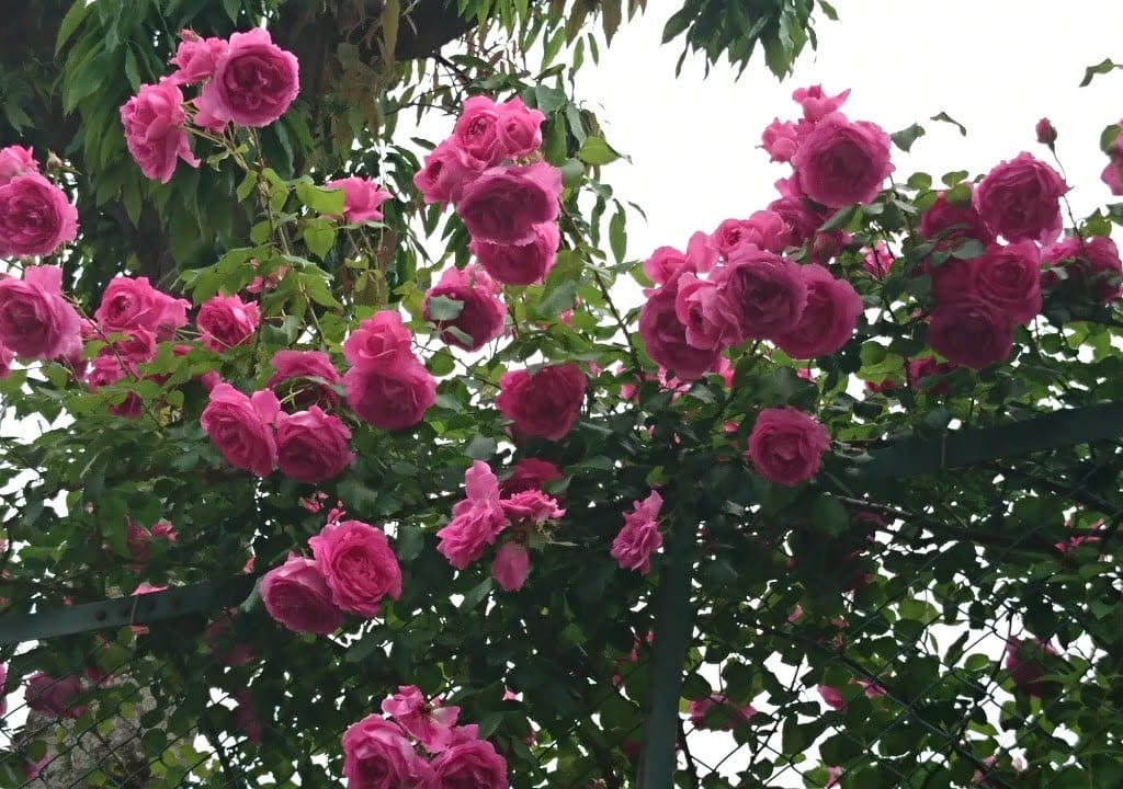 荏子田太陽公園