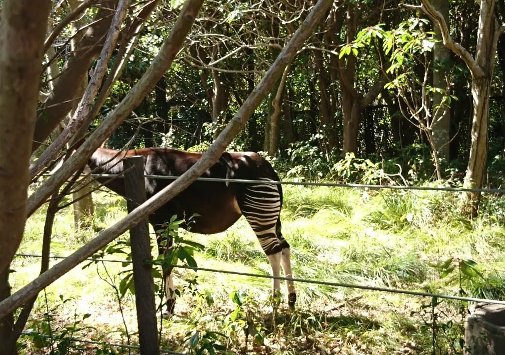 よこはま動物園ズーラシア