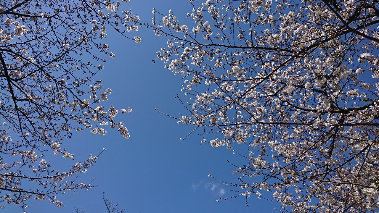 たまプラーザ桜並木