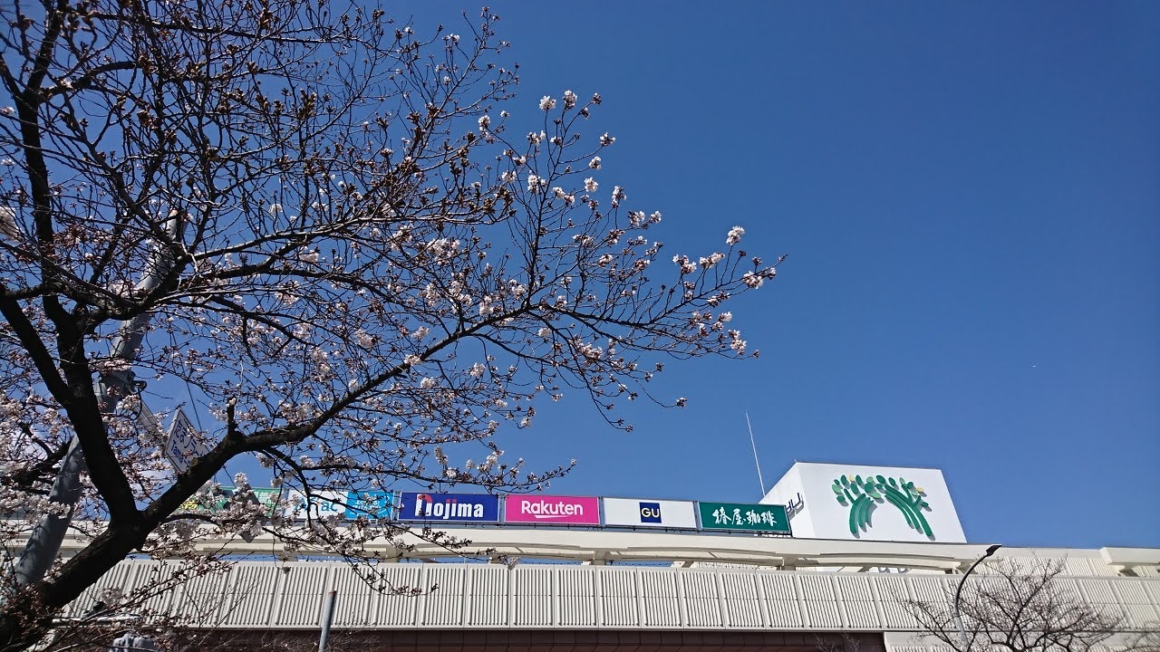 たまプラーザ桜並木