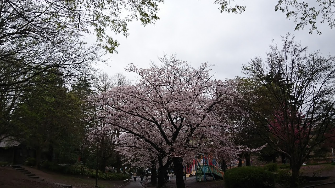 たまプラーザ桜まつり2023
