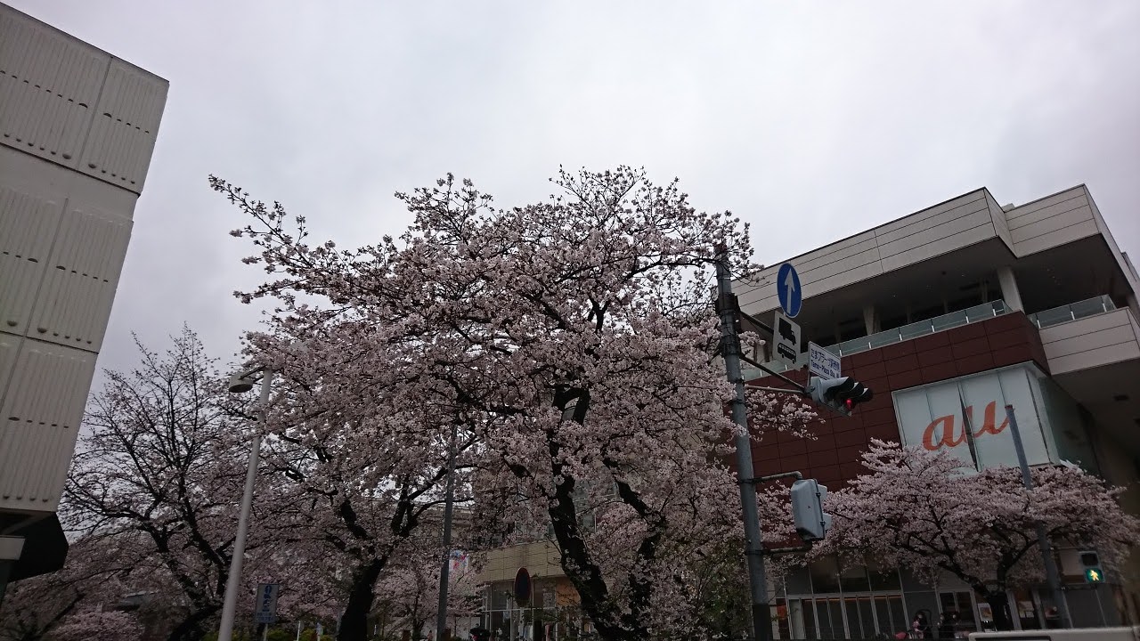 たまプラーザ桜まつり2023