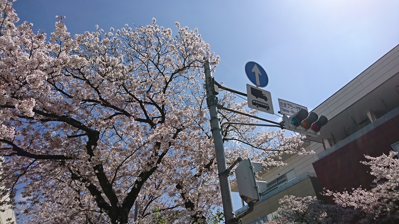 たまプラーザ駅西側桜