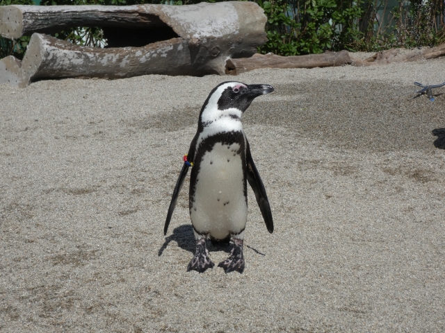 ケープペンギン