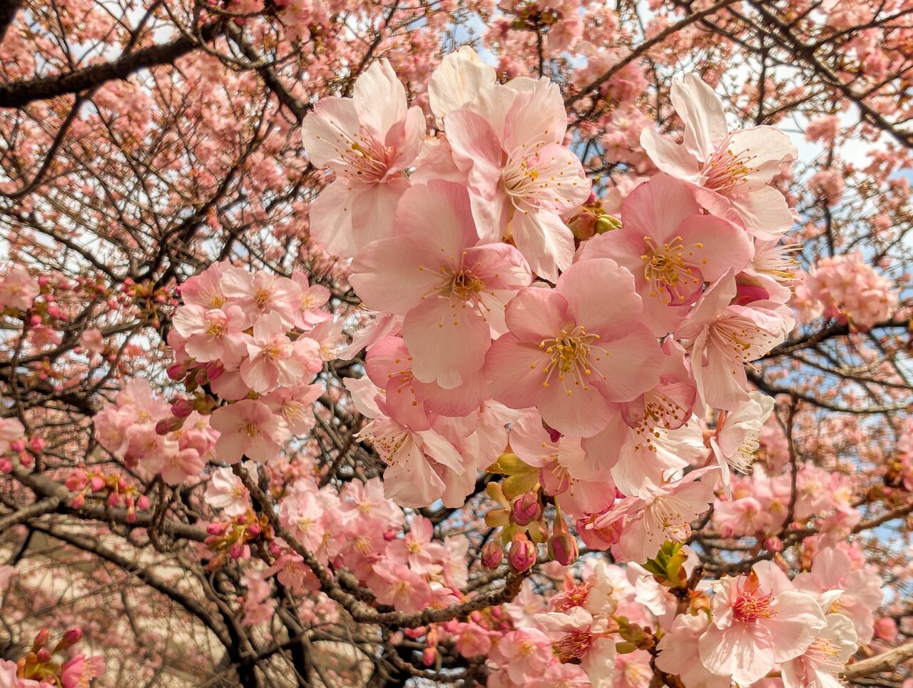 あざみ野の河津桜