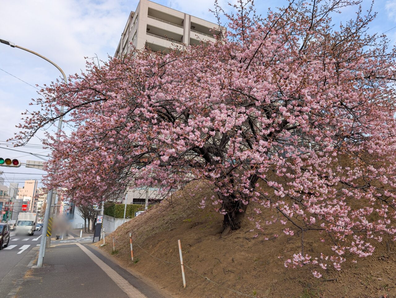 あざみ野の河津桜