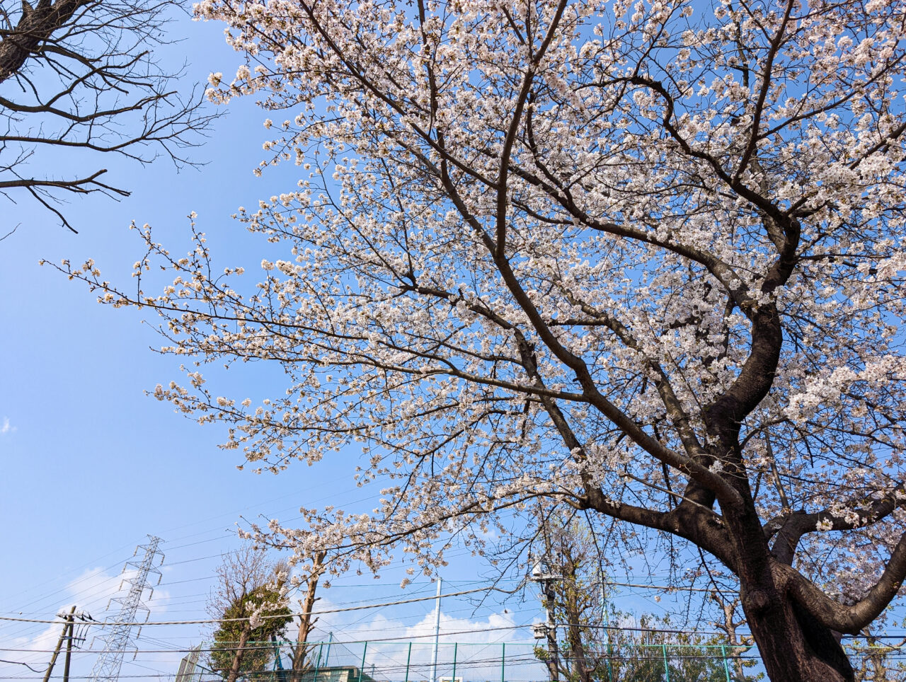 美しが丘公園の桜