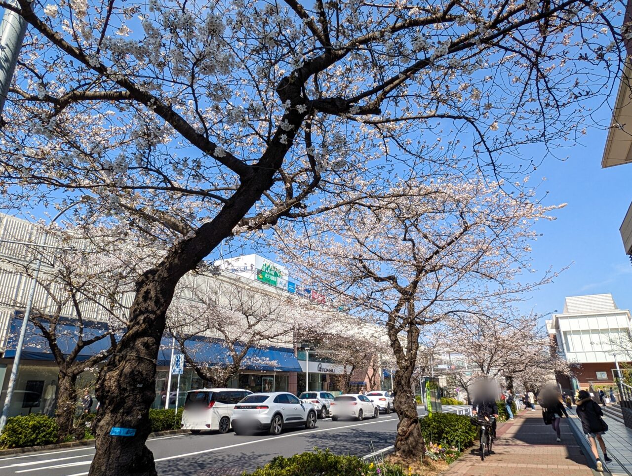 たまプラーザ駅周辺の桜並木