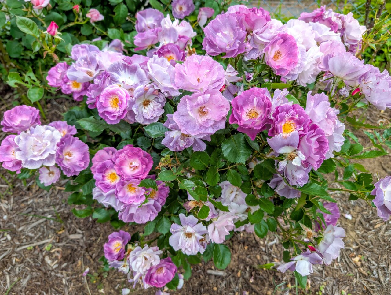 荏子田太陽公園のバラ