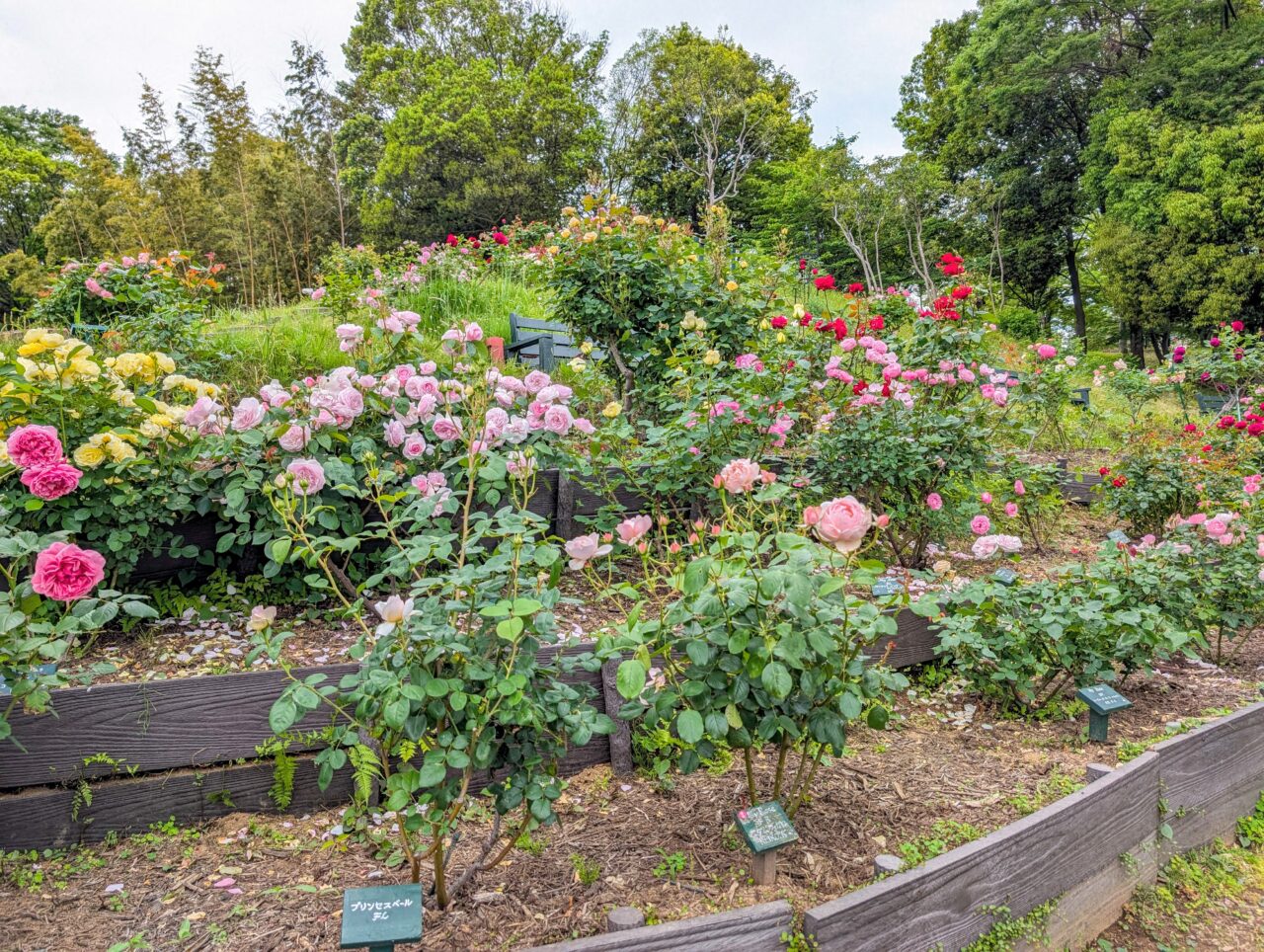 荏子田太陽公園のバラ